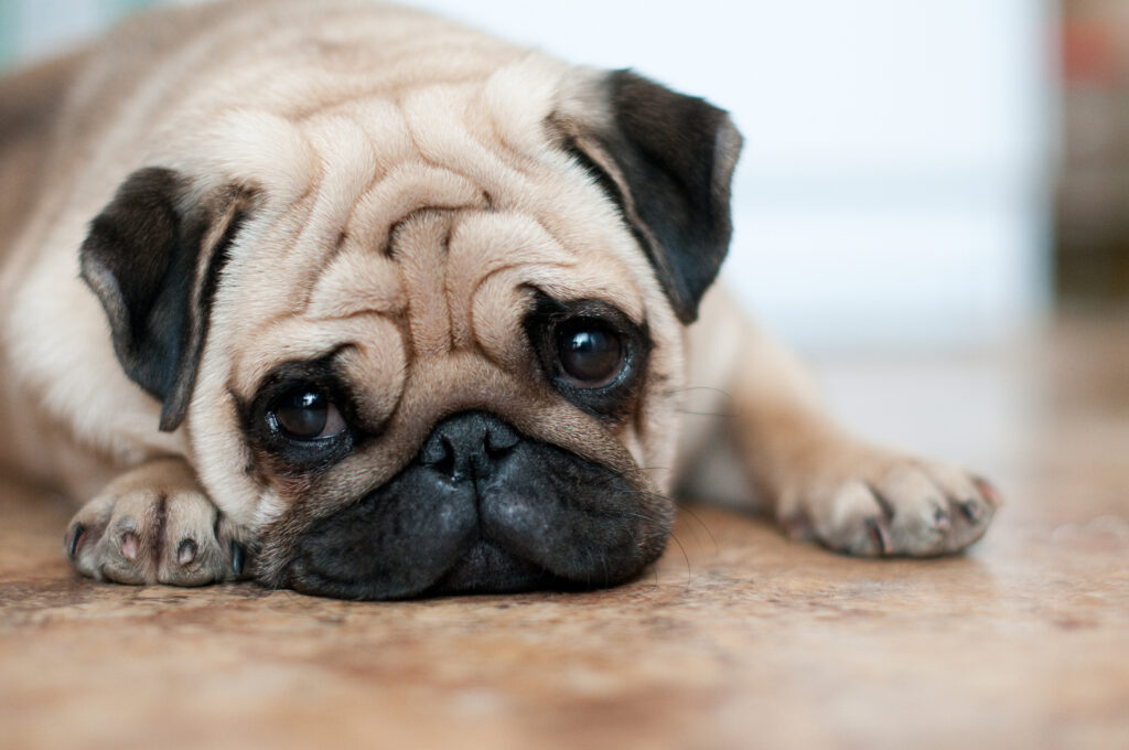 a pug laying on the floor with a sad face 