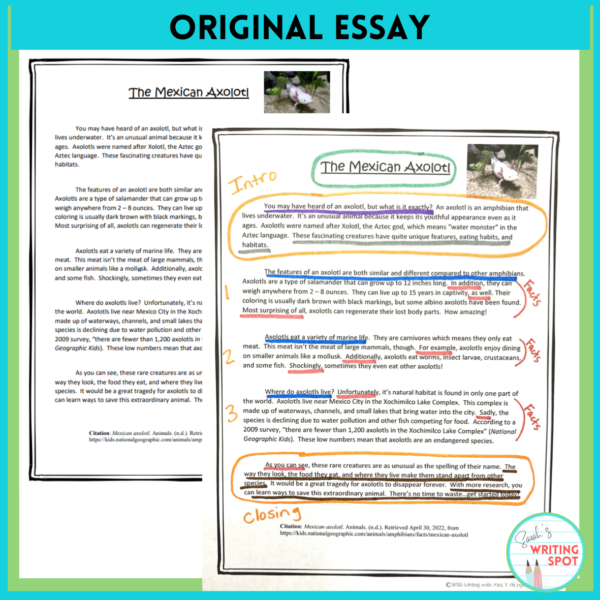 Example of a Research Essay with 2-Week Unit: Animal - Image 4